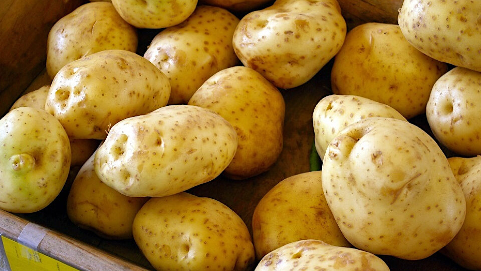 Лучшие сорта картофеля