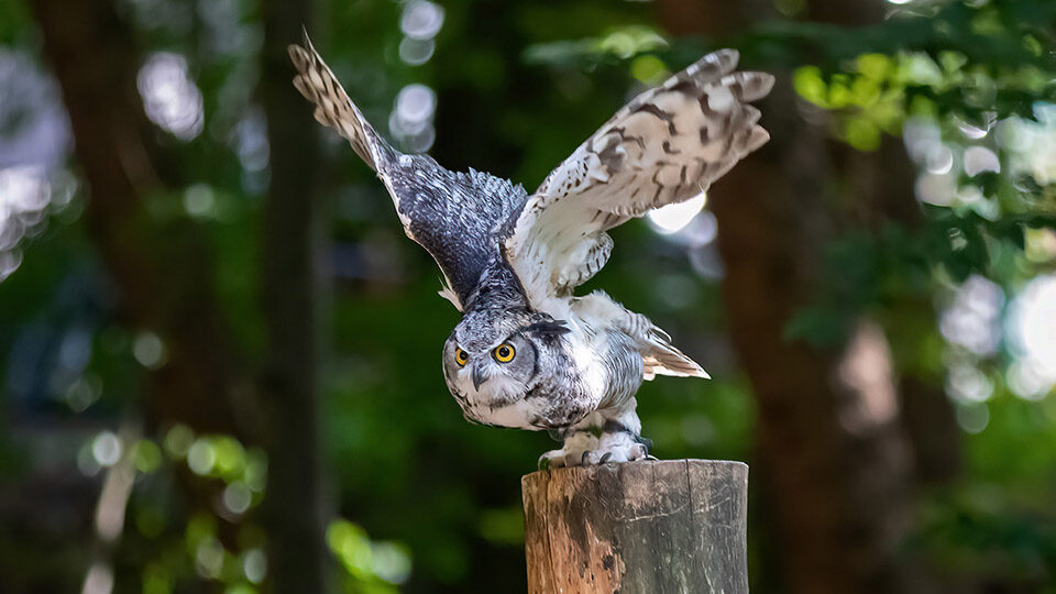 Международный день птиц 2026: история и традиции праздника