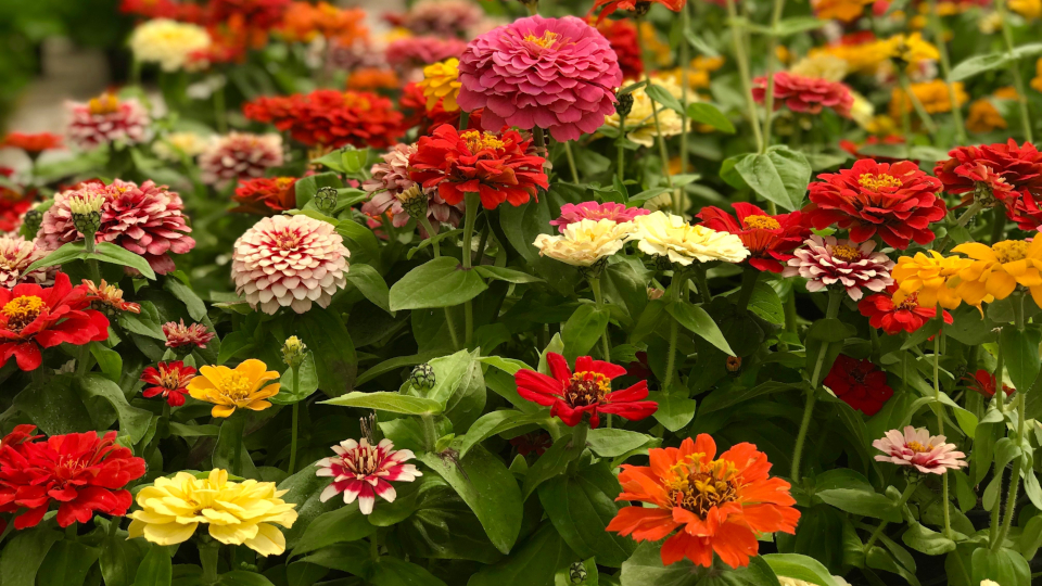 Когда сажать рассаду циннии в 2026 году по лунному календарю