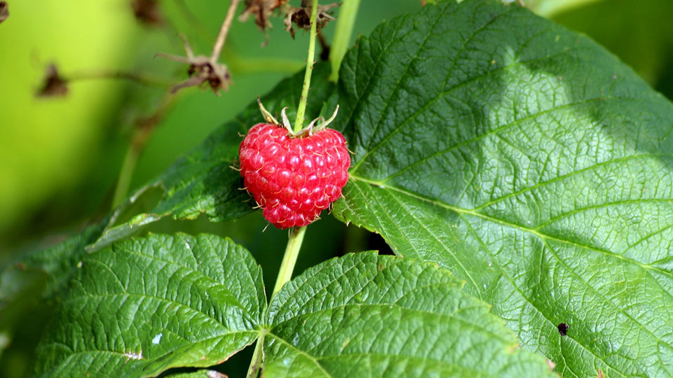 Как обрезать малину в другие сезоны?