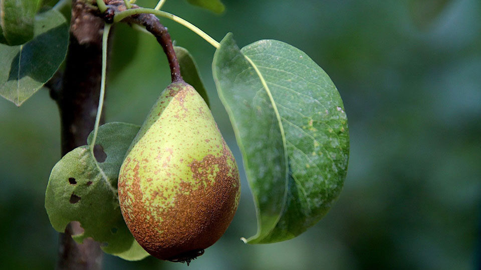 Обрезка груши весной