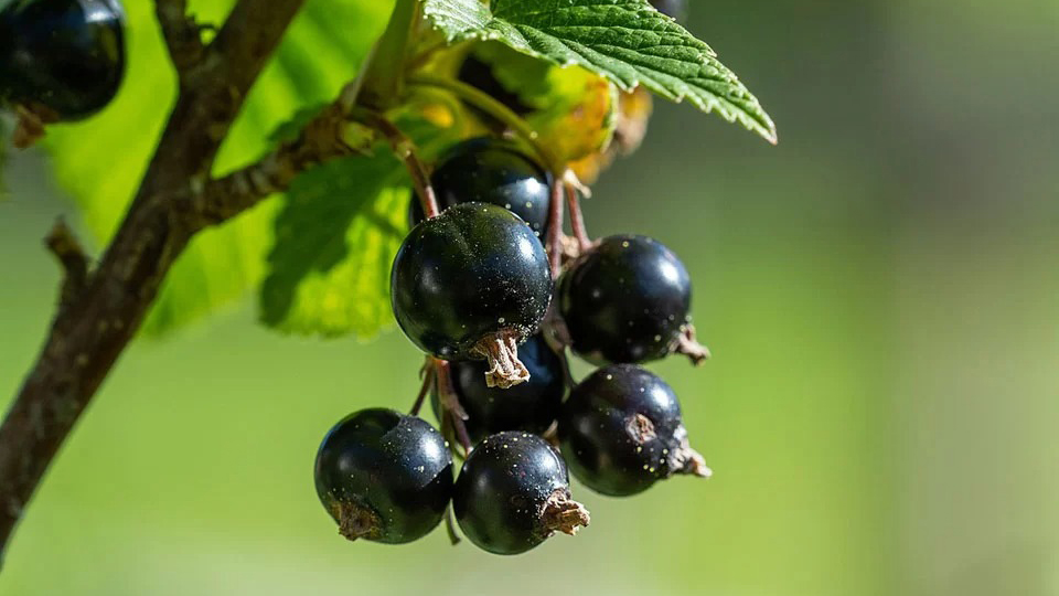 Агротехника и уход за черной смородиной