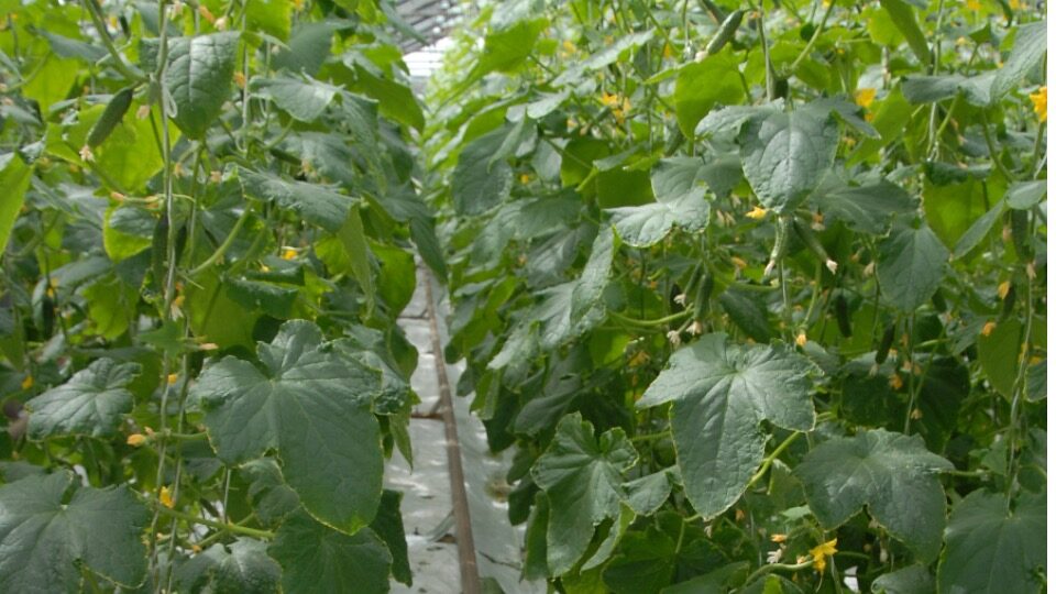 Подкормка огурцов народными средствами