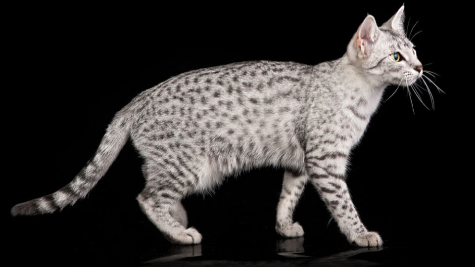 Египетская мау кошка