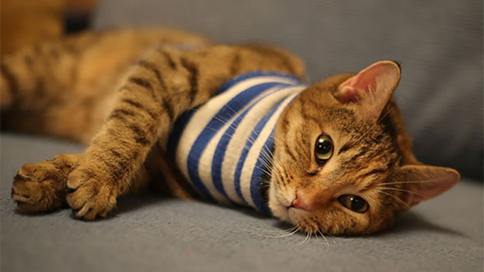 День рождения русской тельняшки в 2026 году: история и традиции праздника