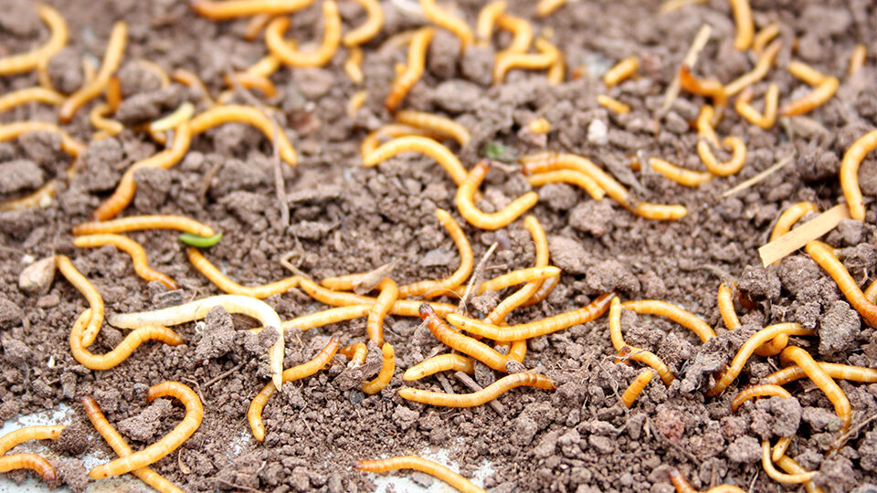 Проволочник