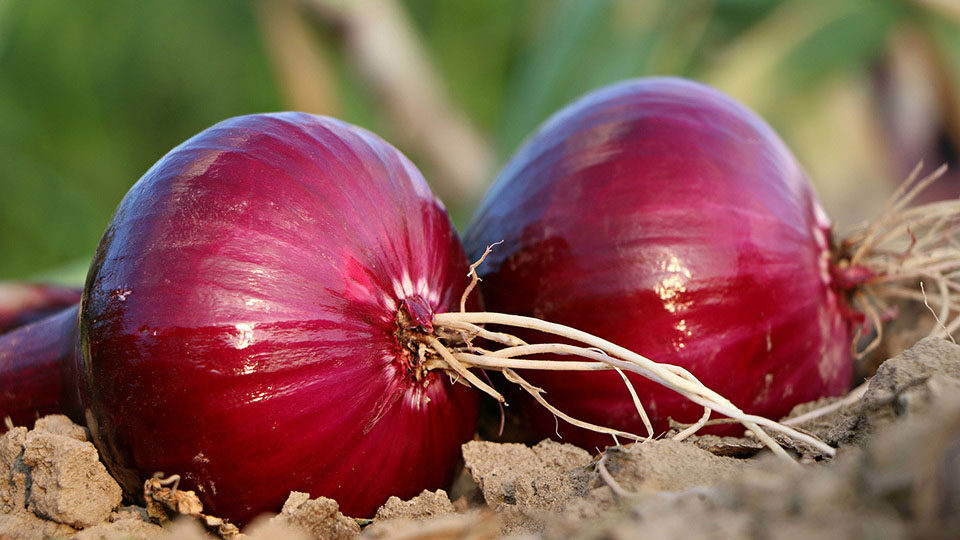 Луков день в 2026 году в России: история и традиции славянского праздника