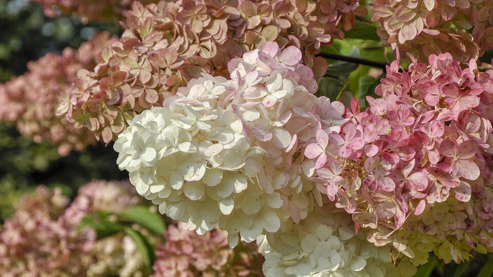 Лучшие сорта метельчатой гортензии
