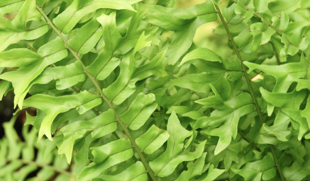 Виды и сорта нефролеписа