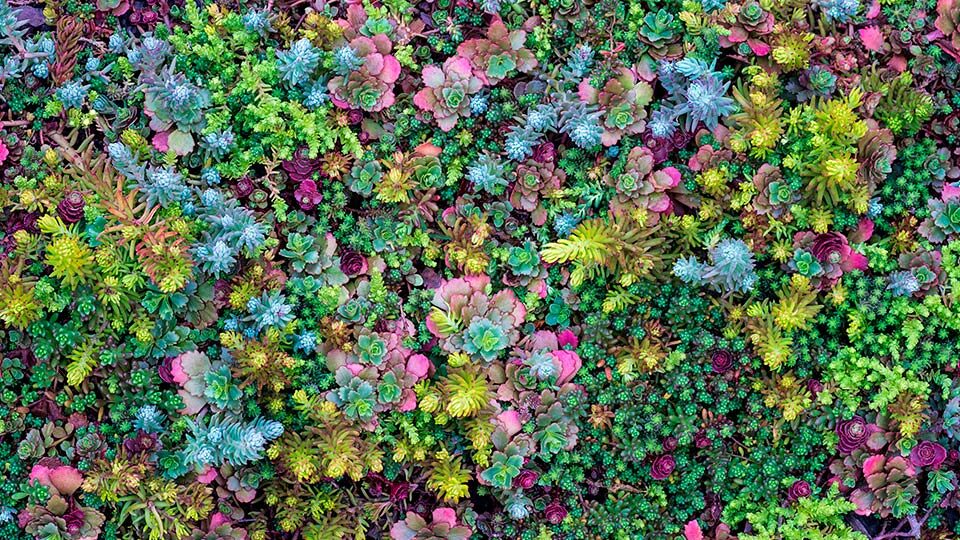 Очиток (седум)