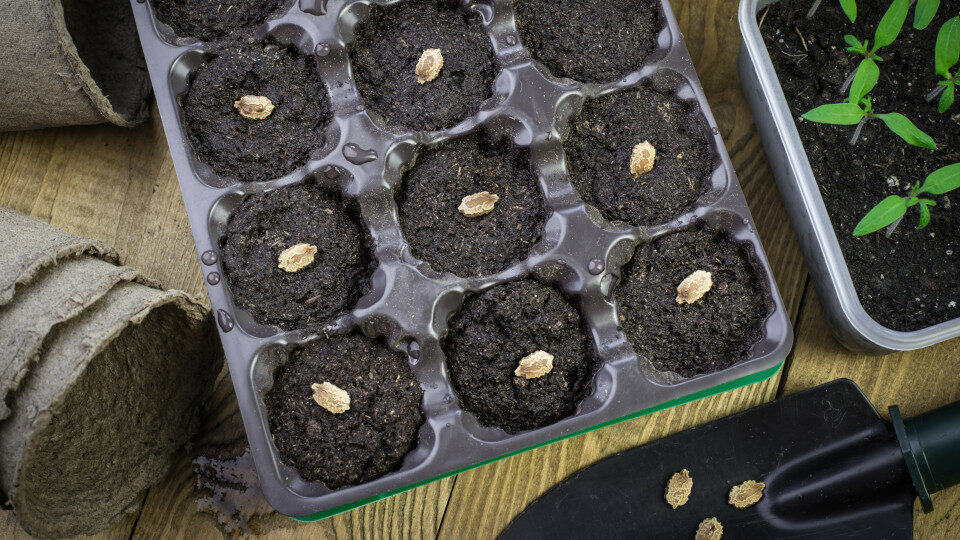 Предпосевная обработка семян