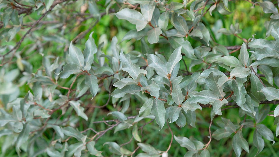 Лох серебристый: фото, описание, посадка, уход