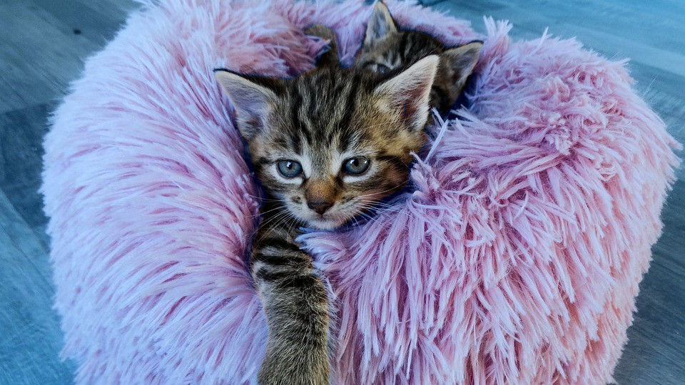 Как отучить кота и кошку от вредных привычек