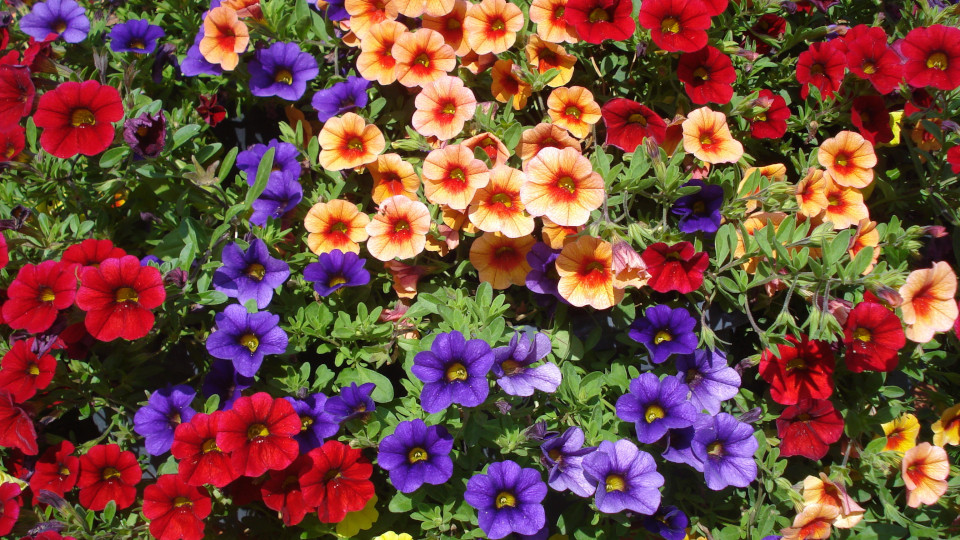 Калибрахоа