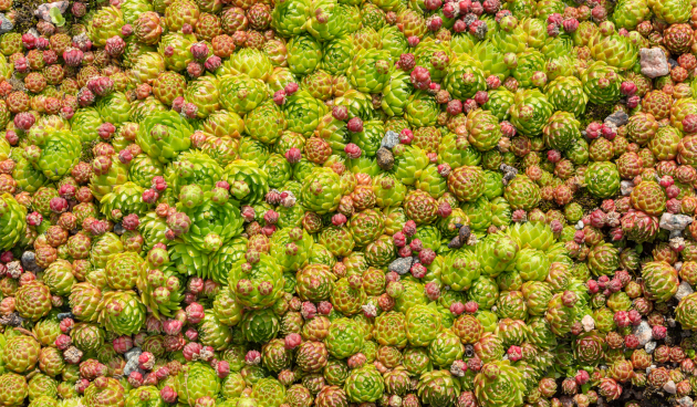 Виды молодило