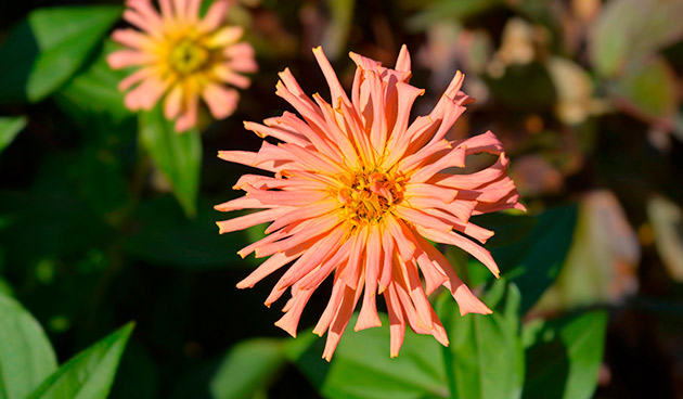 Цинния кактусовидная Хризанта