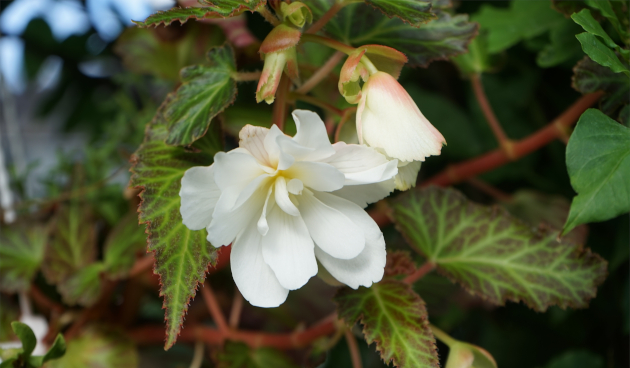 Уход за бегонией клубневой