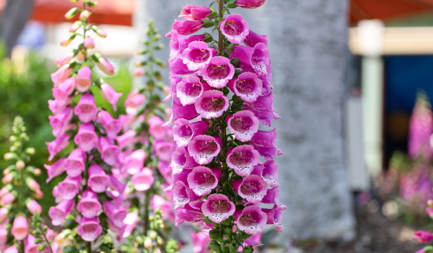 Наперстянка пурпурная