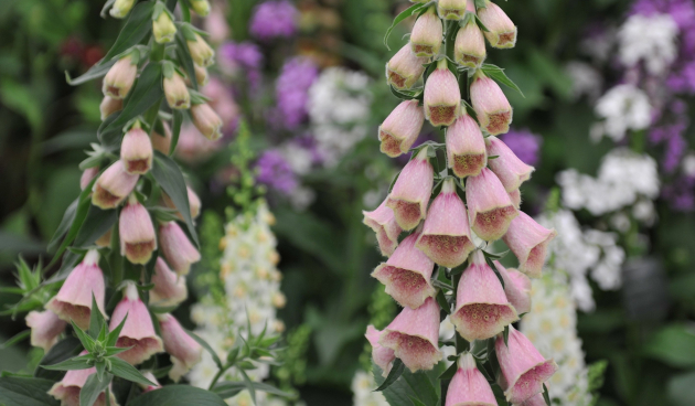 Наперстянка земляничная