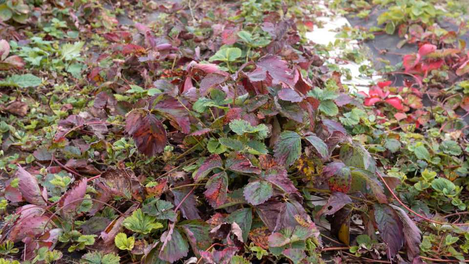 Чем подкормить клубнику осенью