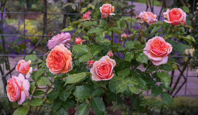Описание розы Чиппендейл с фотографиями