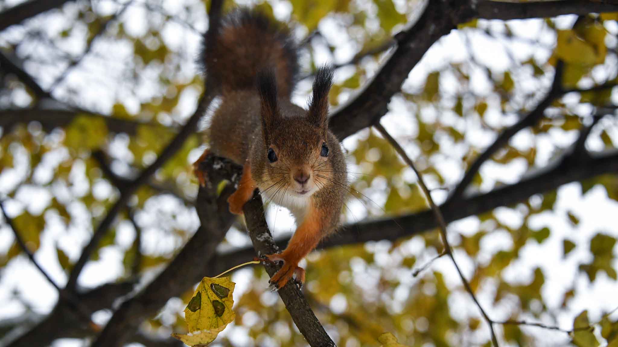 Трусики киген балериналар Трусики жоқ актрисалар фото видео