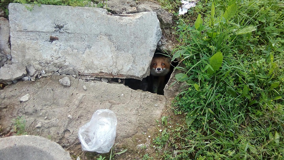 Клиника логоневрозов