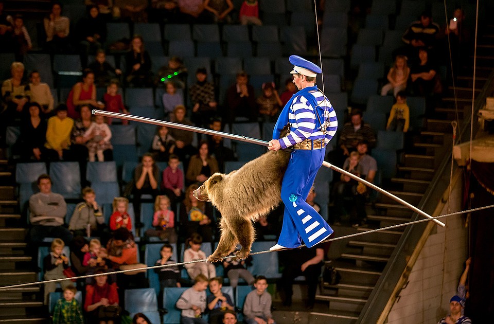 Цирковая афиша. Королевский цирк гии эрадзе шут. Афиша цирка. Костромской цирк медведи канатоходцы. Колумбийский форсаж цирк.