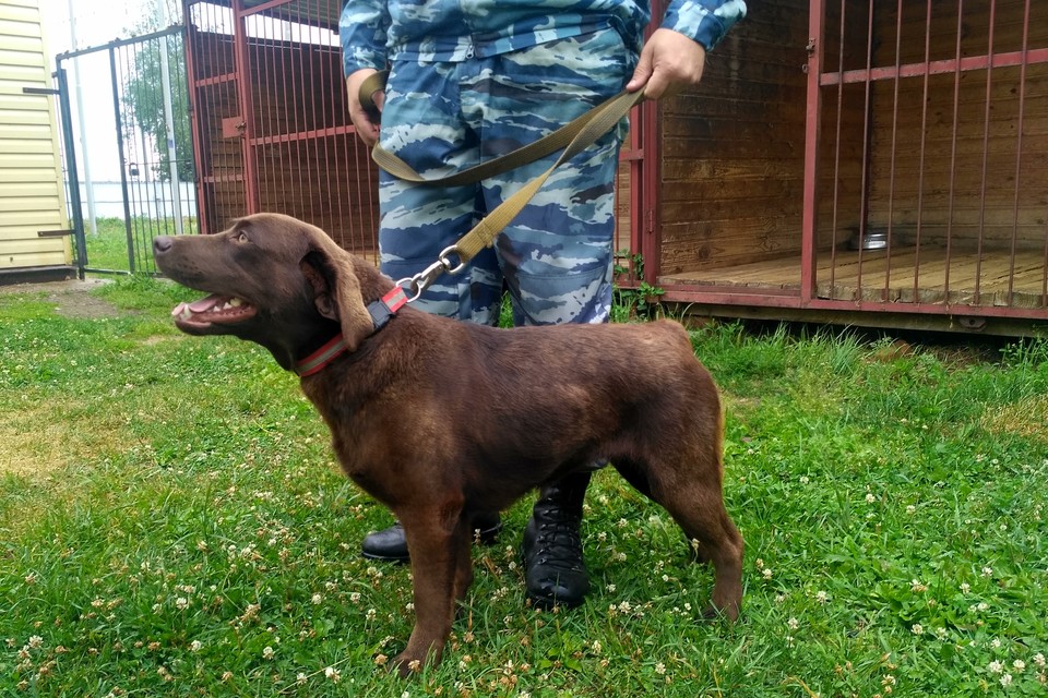 Первая скрипка Жанна - трехмесячный шоколадный лабрадор