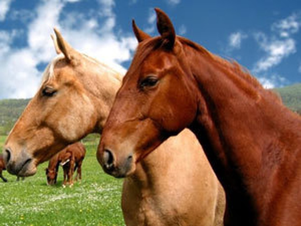 Лошадки вернулись к законному владельцу