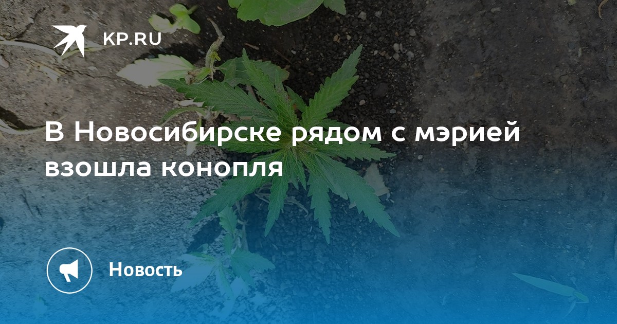 Фото трава конопля Фото трава конопля hydra onion cab hyrda вход