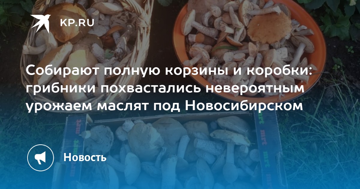 Собирают полную корзины и коробки: грибники похвастались невероятным урожаем маслят под Новосибирском - Vimarsana News