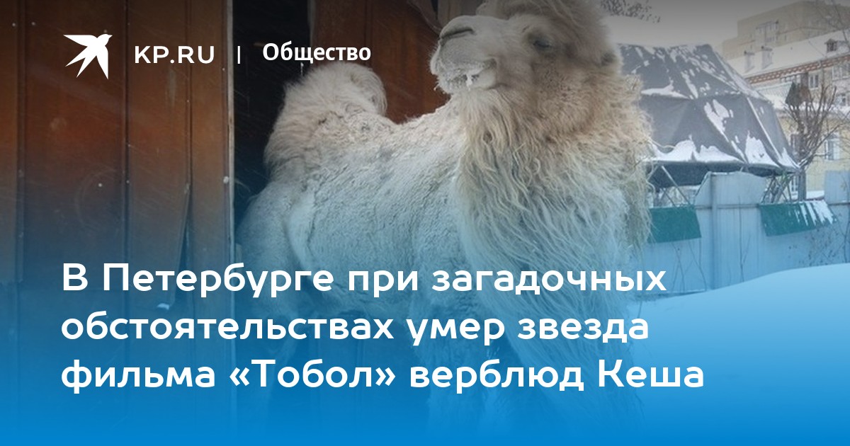 В Петербурге при загадочных обстоятельствах умер звезда фильма «Тобол» верблюд Кеша - Vimarsana News