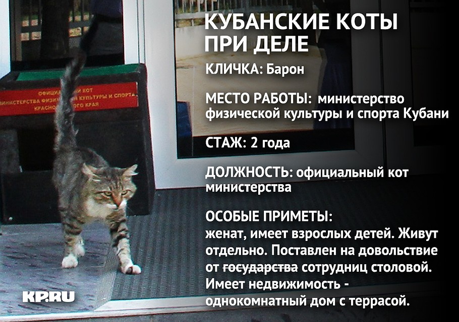 кот ходит на работу. официальный кот. кошки думают что люди стоят за дверью. кот на работе. оказывается у кошек нет воображения.