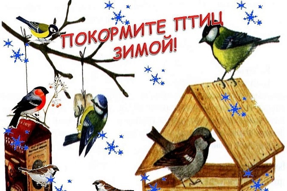 Картинки покормите птиц зимой для детей, открытки днем рождения