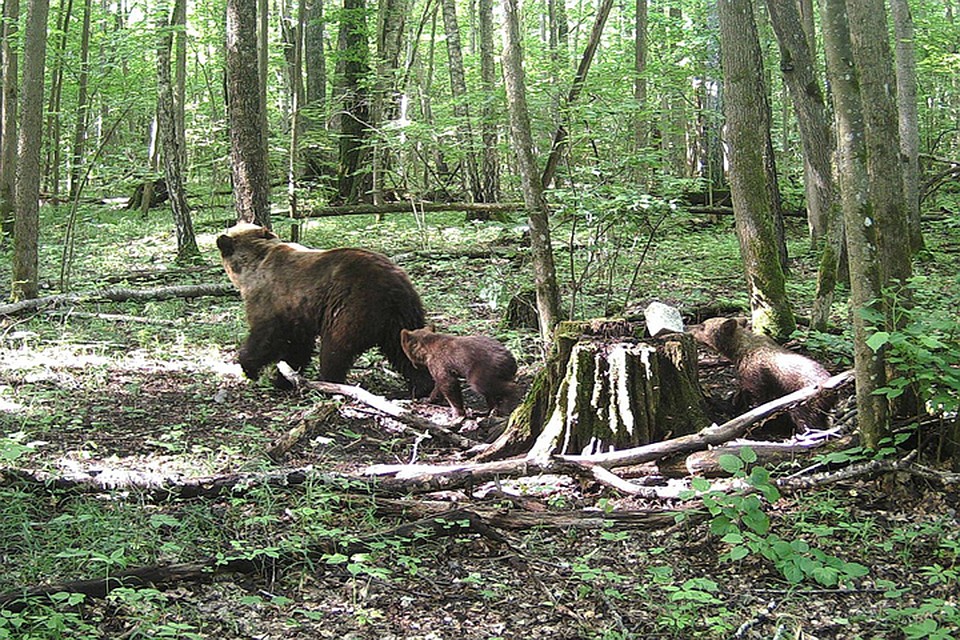 Урожай желудей мешает медведям готовиться к зимней спячке