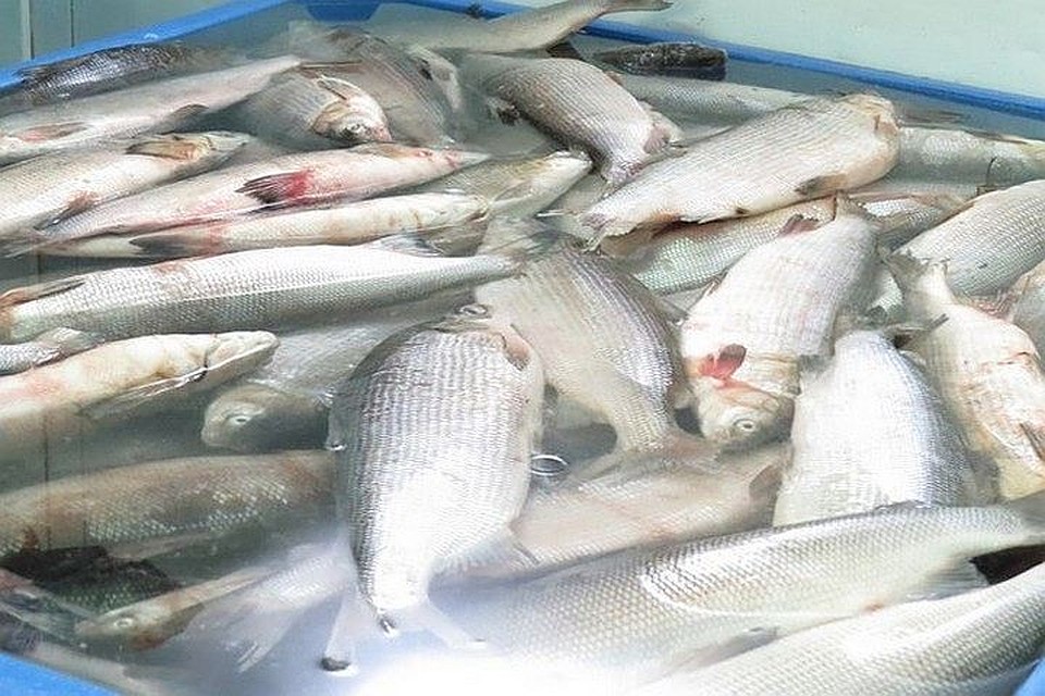 Рыба и морепродукты. Свежая рыба. Рыба ноябрьск. Вяленая рыба. Судак таранка.