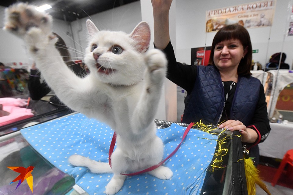 Выставка котят вднх 2025. Выставка кошек в сокольниках. выставка кошек во владимире 2025. выставка кошек вднх.