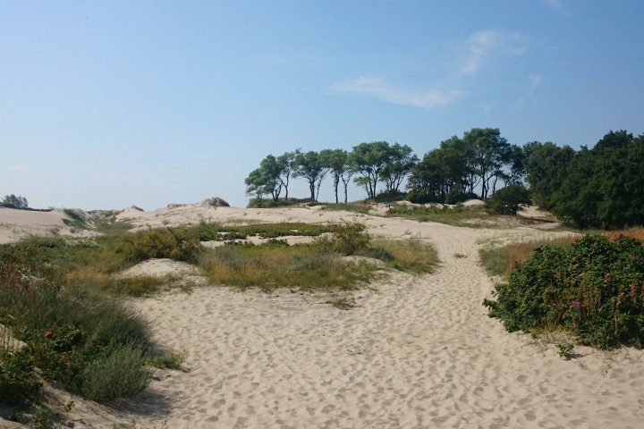 Сосны на Балтийской косе.