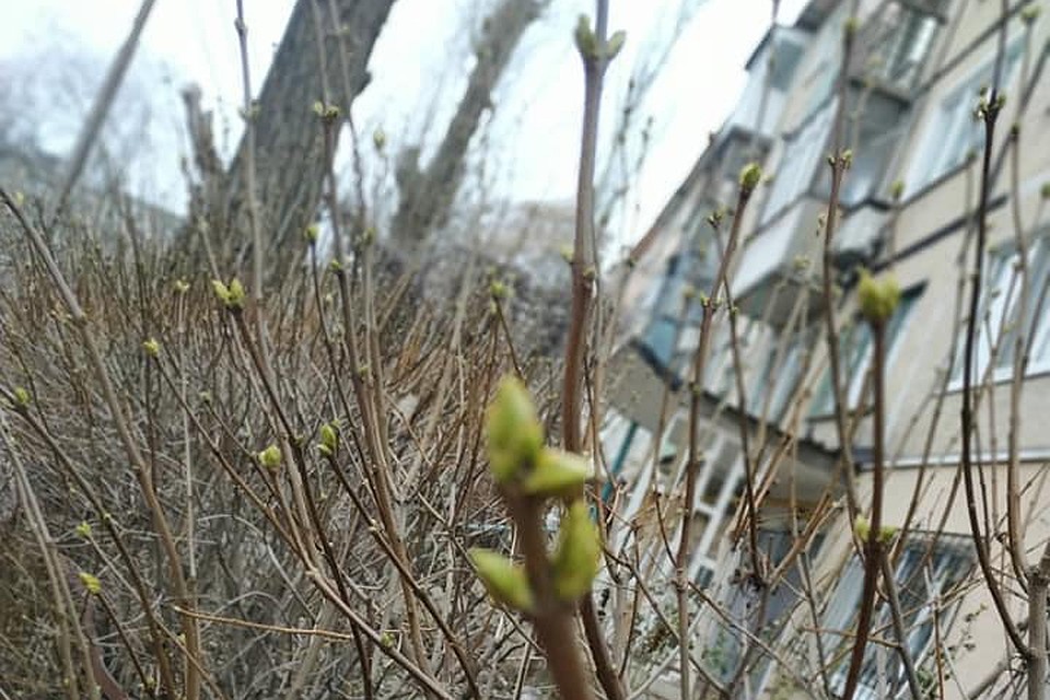 Что будет с распустившимися в январе в Донецке первоцветами, набухшими почками, озимыми и проснувшимися насекомыми после нагрянувших морозов
