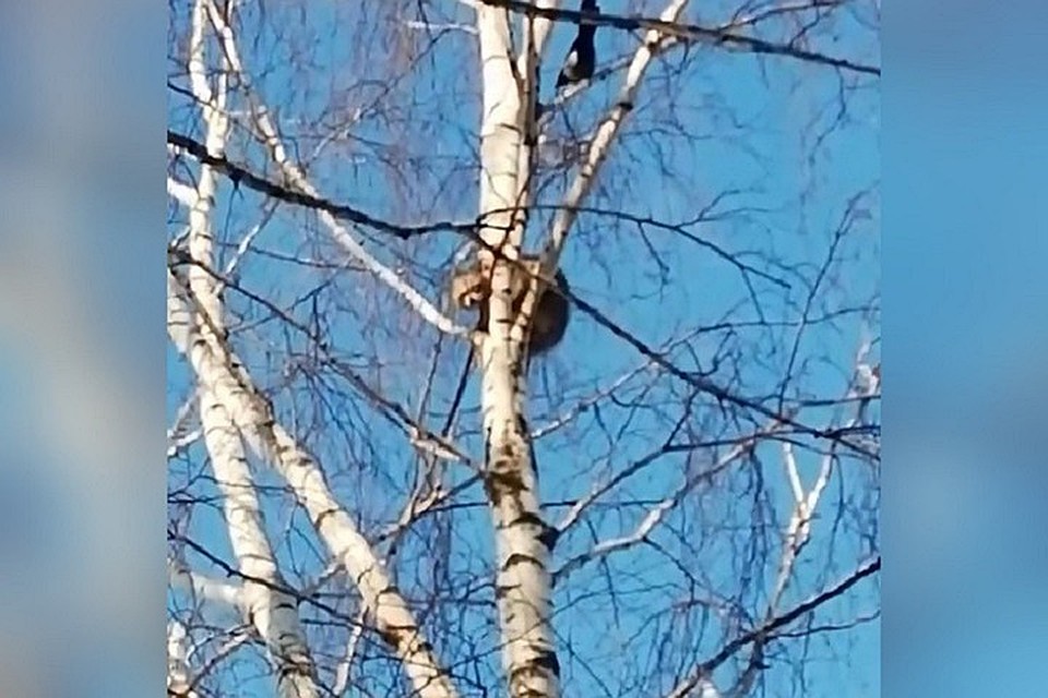 Енот залез на самую макушку. Фото: Наталья Буцкая