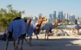 зачем Катару ЧМ по футболу в 2022 году