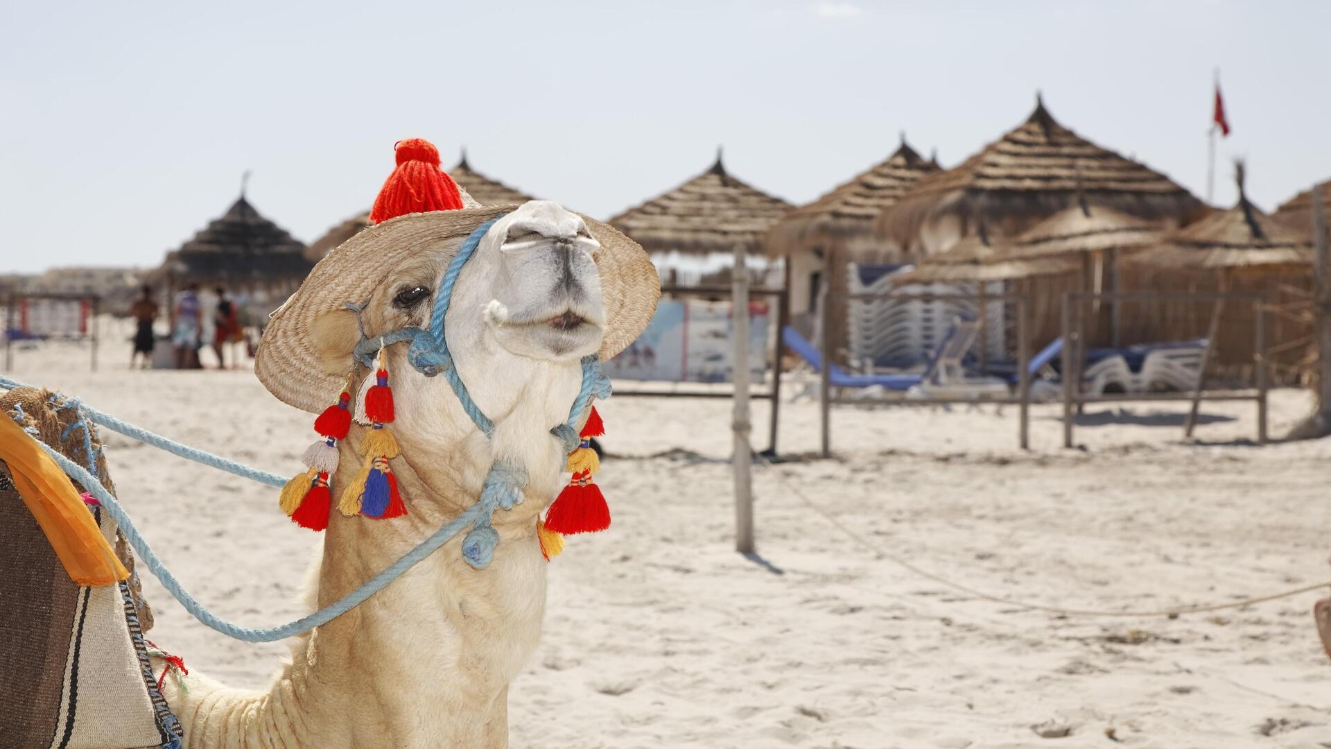 Верблюд в шляпе на пляже Сиди-Махрес на острове Джерба, Тунис.